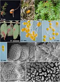 Attēlu rezultāti vaicājumam “Gymnosporangium sp.”