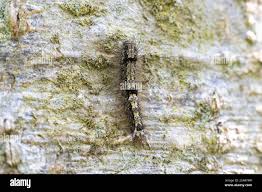 Attēlu rezultāti vaicājumam “Eilema depressa”