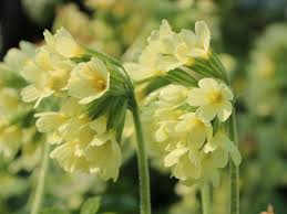 Image result for Schlüsselblumen