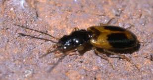 Attēlu rezultāti vaicājumam “Badister bullatus”