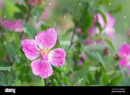 Attēlu rezultāti vaicājumam “Rosa majalis”