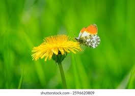 Attēlu rezultāti vaicājumam “Anthocharis cardamines male”