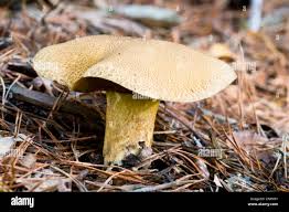 Attēlu rezultāti vaicājumam “Suillus variegatus”