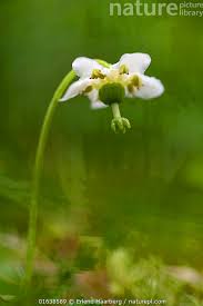 Attēlu rezultāti vaicājumam “Moneses uniflora flower”