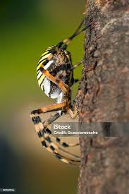 Attēlu rezultāti vaicājumam “Argiope bruennichi female”
