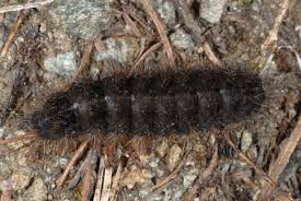 Attēlu rezultāti vaicājumam “Diacrisia sannio female”