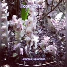 Attēlu rezultāti vaicājumam “Lathraea squamaria flower”