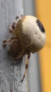 Attēlu rezultāti vaicājumam “Araneus marmoreus”