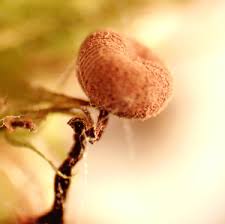 Attēlu rezultāti vaicājumam “Lycogala cf. oleocrystalliferum”