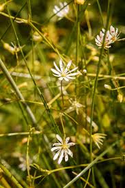 Attēlu rezultāti vaicājumam “Stellaria graminea”