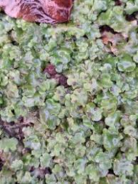 Attēlu rezultāti vaicājumam “Marchantiopsida”