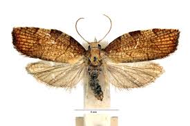 Attēlu rezultāti vaicājumam “Pandemis corylana”