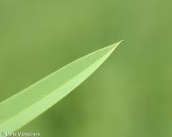 Attēlu rezultāti vaicājumam “Glyceria maxima leaf”