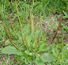 Attēlu rezultāti vaicājumam “Plantago major subsp. intermedia leaf”