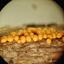 Attēlu rezultāti vaicājumam “Hemitrichia lutescens macro”