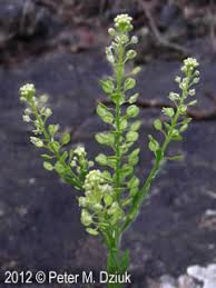 Attēlu rezultāti vaicājumam “Lepidium densiflorum bud”