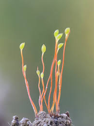 Attēlu rezultāti vaicājumam “Acaulon muticum sporophyte”
