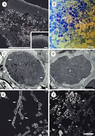 Attēlu rezultāti vaicājumam “Cetraria aculeata”