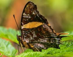 Attēlu rezultāti vaicājumam “Badhamia dubia sessile”