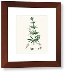 Image result for Galium aparine