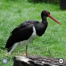 Attēlu rezultāti vaicājumam “Ciconia nigra adult”