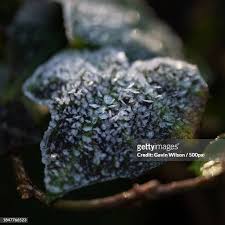 Attēlu rezultāti vaicājumam “Hyphodontia barba-jovis”