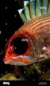 Image result for Holocentrus adscensionis