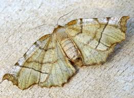 Attēlu rezultāti vaicājumam “Selenia dentaria”