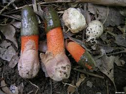 Attēlu rezultāti vaicājumam “Mutinus caninus”