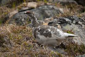 Image result for Lagopus muta