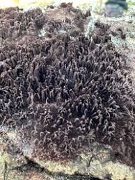 Attēlu rezultāti vaicājumam “Stemonaria irregularis”