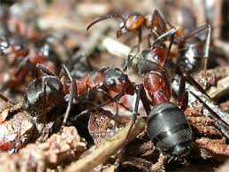 Attēlu rezultāti vaicājumam “Formica rufa”