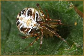 Attēlu rezultāti vaicājumam “Phylloneta sp.”