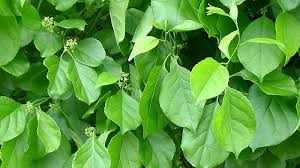 Attēlu rezultāti vaicājumam “Celastrus flagellaris”