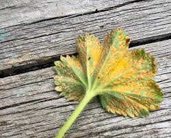 Attēlu rezultāti vaicājumam “Trachyspora intrusa”