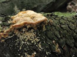 Attēlu rezultāti vaicājumam “Antrodiella serpula”