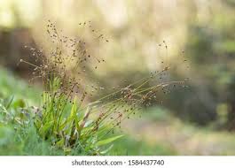 Attēlu rezultāti vaicājumam “Luzula pilosa flower”