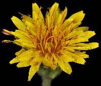 Image result for Agoseris major