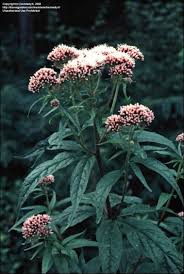 Attēlu rezultāti vaicājumam “Eupatorium cannabinum bud”