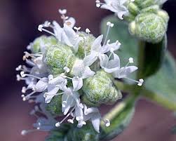 Attēlu rezultāti vaicājumam “Origanum vulgare bud”