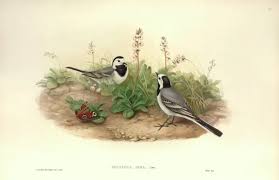 Image result for Motacilla alba