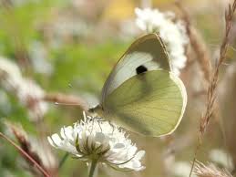 Attēlu rezultāti vaicājumam “Pieris brassicae underside”