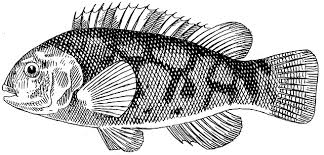 Image result for Tautoga onitis