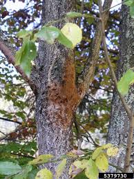 Attēlu rezultāti vaicājumam “Phellinus ferruginosus”