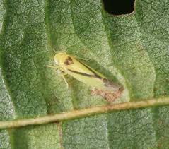 Attēlu rezultāti vaicājumam “Edwardsiana geometrica”