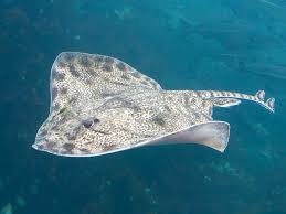 Image result for Raja clavata