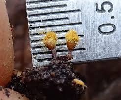 Attēlu rezultāti vaicājumam “Trichia ambigua stalked”