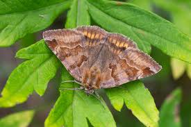 Attēlu rezultāti vaicājumam “Euclidia glyphica”