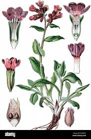 Attēlu rezultāti vaicājumam “Pulmonaria officinalis”