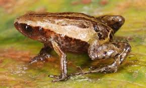 Attēlu rezultāti vaicājumam “Licea pygmaea sessile”